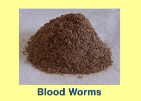 Freeze Dried Blood Worms