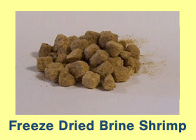 Freeze Dried Brine Shrimp