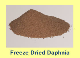 Dried Daphnia