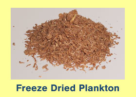 Freeze Dried Plankton